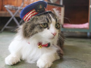 Meet 'Love', the cat stationmaster at Ashinomaki Onsen Station, in Fukushima's Aizu-wakamatsu region. Love took on the honorary role at this small, rural station on the Aizu Line at the turn of 2016.