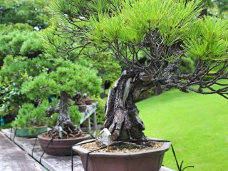 Bonsai trees collection