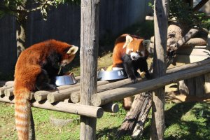 Nishiyama Park and Red Pandas in Sabae