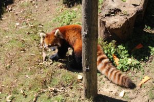Nishiyama Park and Red Pandas in Sabae
