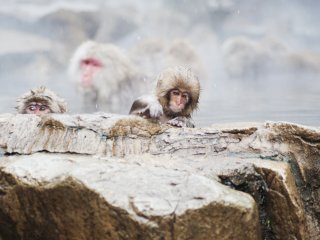 A young macaque