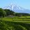 The Green Tea Fields of Shizuoka