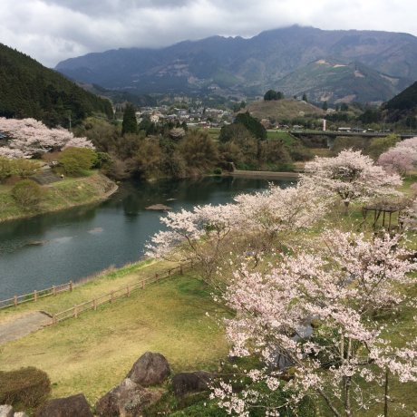 Cherry Blossoms at Ichifusa Dam 