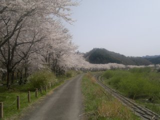 A long row of cherry blossoms near Miyako