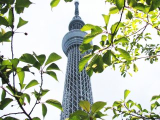 Skytree and spring leaves
