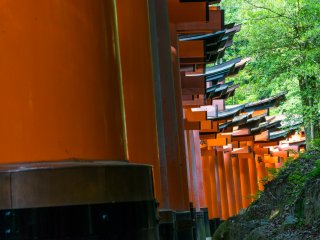 The famed path of red torii gates at Fushimi Inari-taisha, Kyoto. 