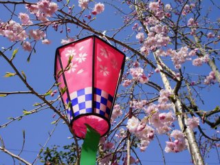 Pink lanterns add to the mood during the spring festival at Ichinomiya Shrine