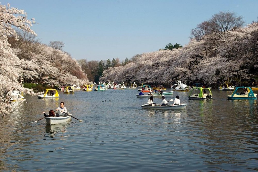 A boat can be hired to enjoy the cherry blossoms from the pond