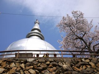 people sitting in front of the peace pagoda under the cherry blossoms enjoying lunch