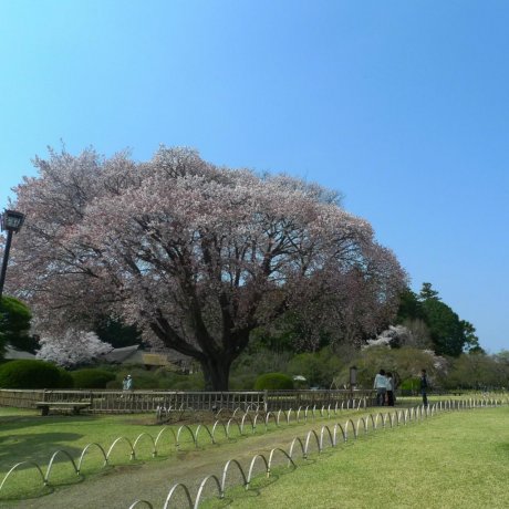 Kairakuen Garden in Spring