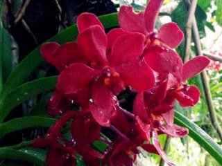 Beautiful subtropical flowers in bloom at the Bios no Oka Gardens in Okinawa