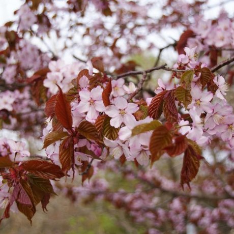 Sakura in Kushiro