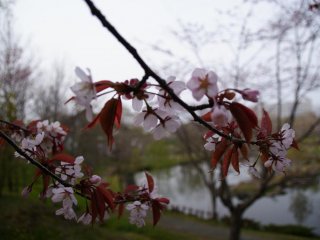 Better late than never, blossoms begin near the start of June