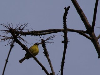 A Parus Major (Great Tit) sings its song