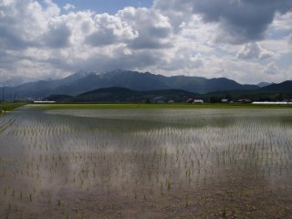 Wet rice cultivation in Hokkaido
