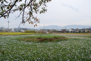 Fields of hyacinths around the earthen mound where once a pagoda stood