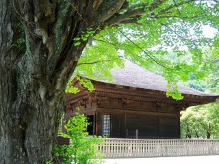 An ancient tree and Shiramizu Amida-do