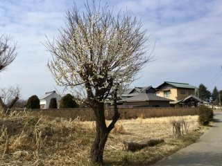 A time warp on the country road leading to Shinkoji