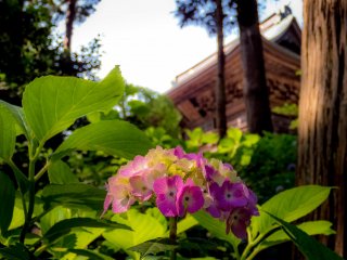  Soon after passing by the main gate, (the Sanmon) you begin to see some of the first hydrangeas