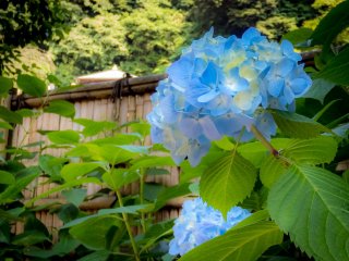 Some pretty blue flowers located near the ‘Keishoan’, (main prayer hall)