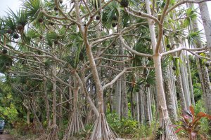 The screw pines are beautifully pruned and hardly recognizable as the dense and unsightly overgrown form it is seen as everywhere else on Okinawa