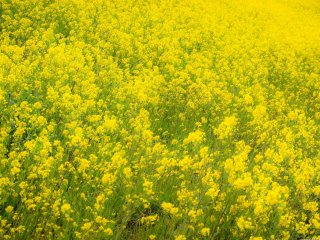 Bright yellow rapeseed, one of the harbingers of spring in Japan.