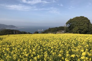 Fields of canola at the Nokonoshima Island Park