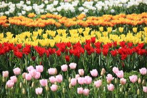 Rows of tulip varieties at Flower Park Kagoshima