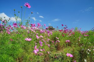 Around 100,000 cosmos flowers are on display at the Kobe Sports Park