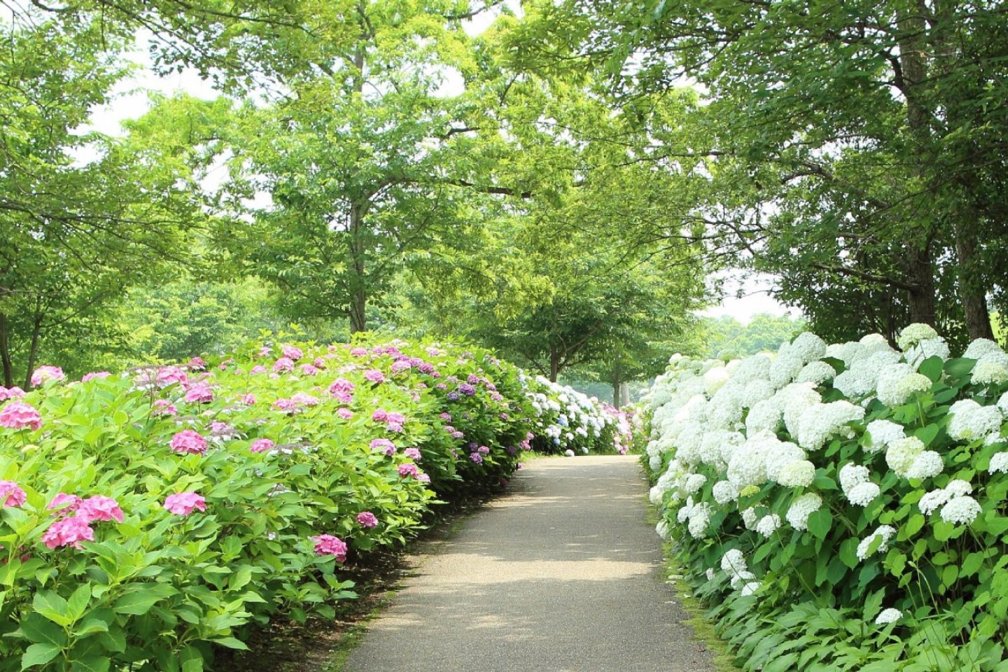 200,000 hydrangea plants adorn the grounds of Kagawa\'s Sanuki Mannou Park during rainy season