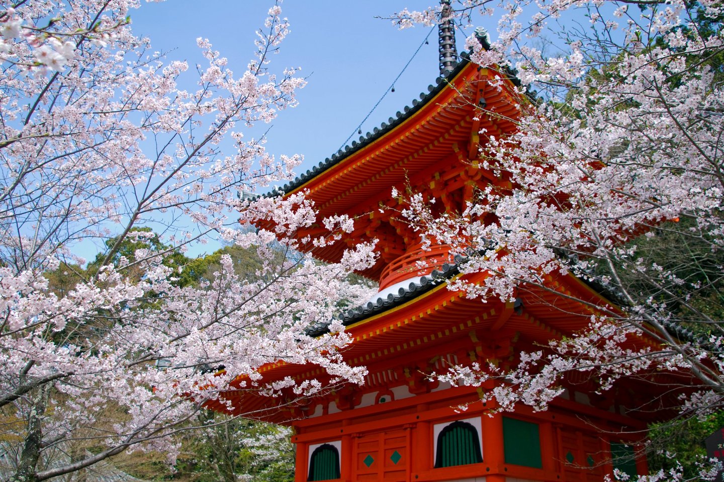 Beautiful sakura at Kimiidera Temple