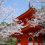 Kimiidera Temple Sakura Festival 2025