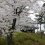 Senshu Park Sakura Festival 2025