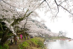 Spring's beauty in Shiga