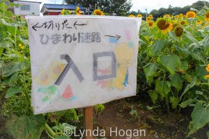 Sayama Sunflower field