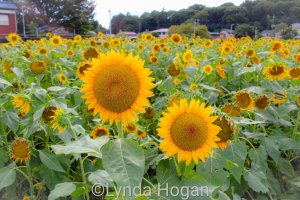 Sunflowers Sayama City, Saitama Prefecture