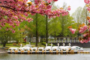 Swan boats at Kawagoe Park