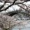 5 Spring Flower Spots in Yamaguchi
