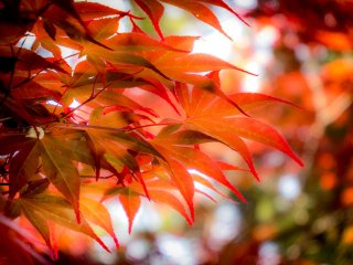  Although early summer is now upon us, it’s easy to mistake the season for autumn when looking at these leaves