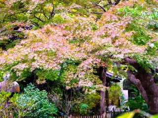 Seasonal foliage, Ankokuronji Temple