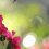 Jindai Botanical Garden Camellia Week 2023