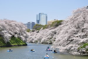 Chiyoda Sakura Festival