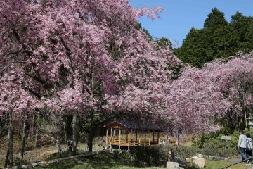 Kahoen Sakura Festival