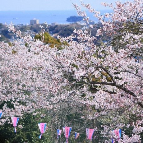 Kinugasa Sakura Festival