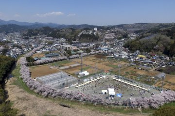 Hinode Cherry Blossom Festival
