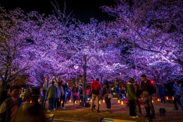 Ogimachi Cherry Blossom Festival
