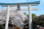 Minami Hadano Village Cherry Blossom Festival