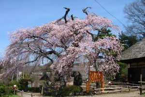 Takamori Kannon-do Sakura Festival