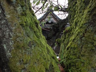 Most temples in Fukui seem to have moss