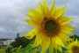 Sunflowers in Kitanakagusuku
